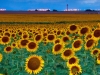 dia_03_sunflowers_908-250