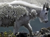 wildlife_04_rocky_mountain_goat_908-250