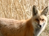 wildlife_05_red_fox_908-250